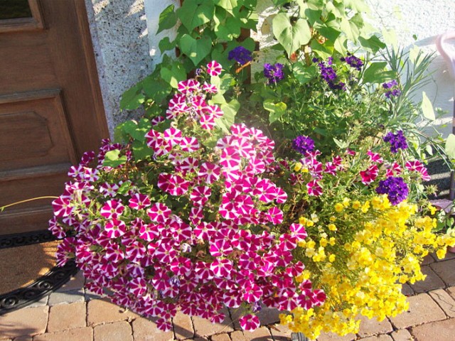 Bauernhof Mussbachhof in Saalfelden