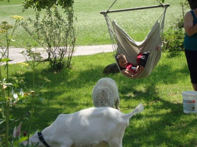 Bauernhof Mussbachhof in Saalfelden