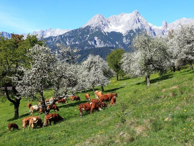 Bauernhof in Saalfelden am Oberdeutinghof